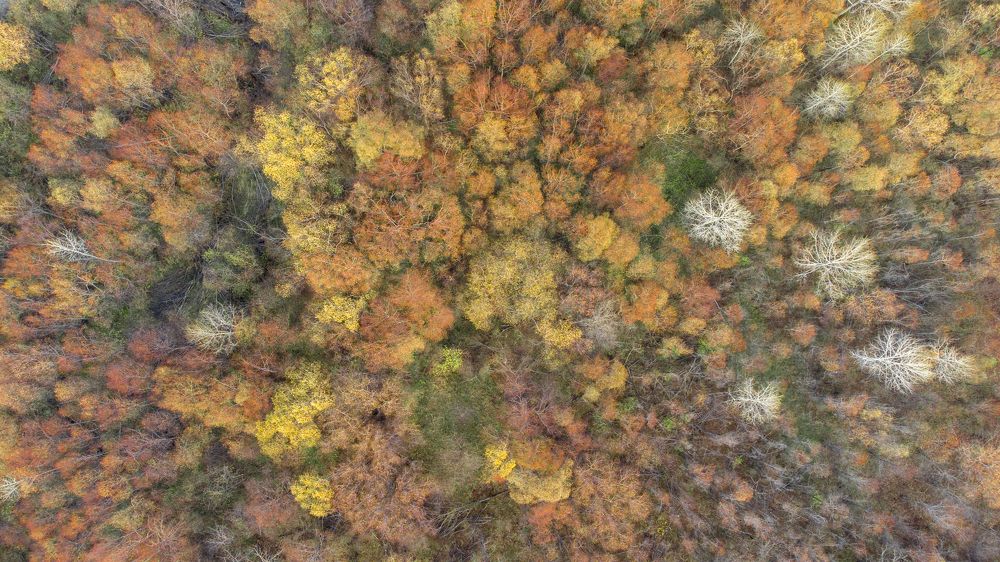 Autumn forest from above