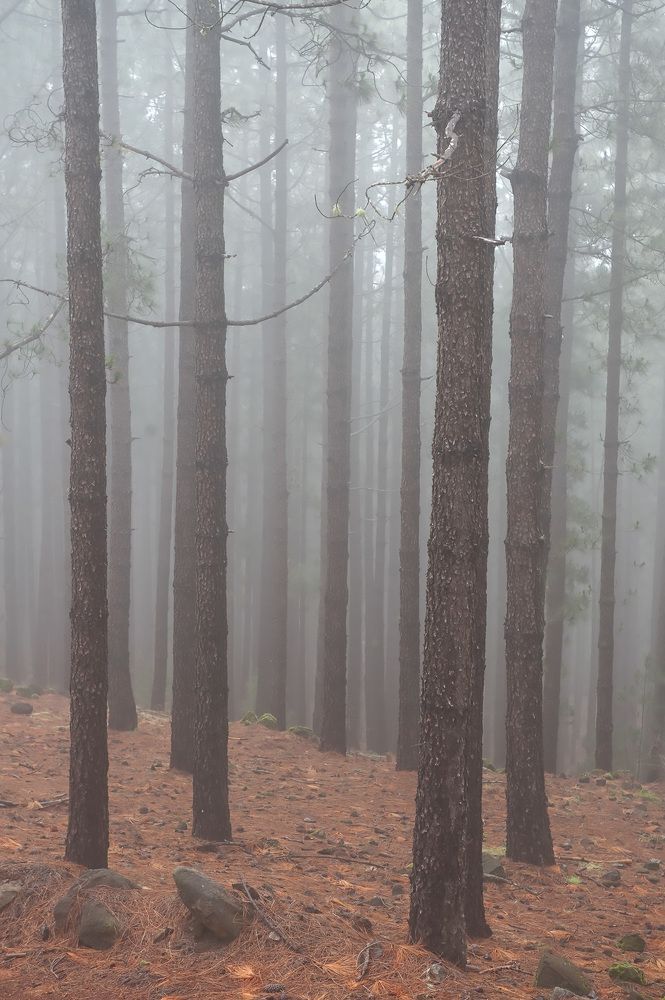 Леса Агуамансы