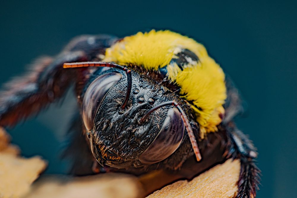 Photograph by Abdul Baqi