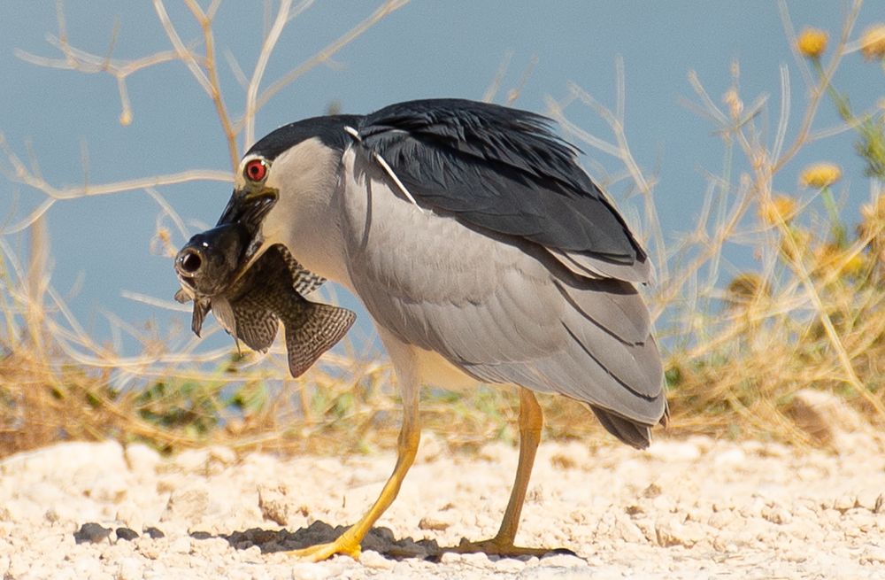 Night heron caught a fish