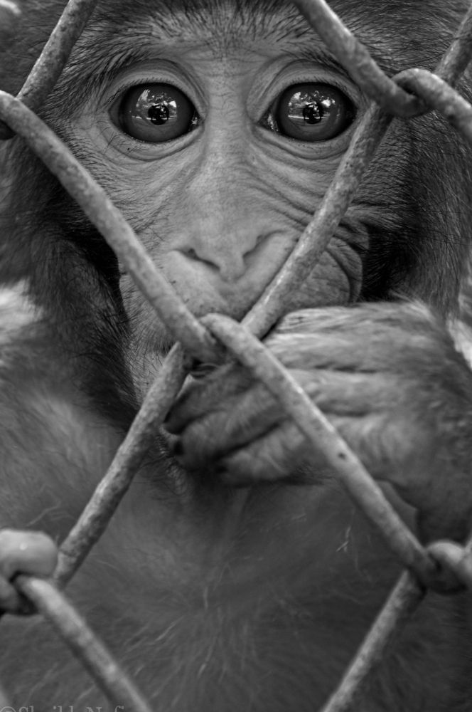 Photograph by Sheikh Nafis