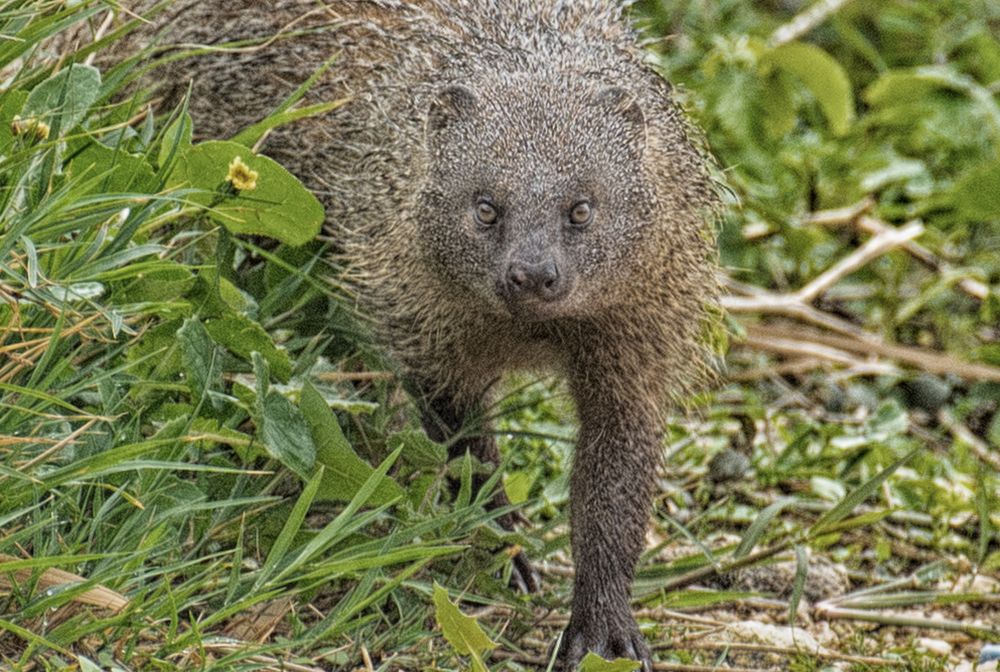 Mongoose