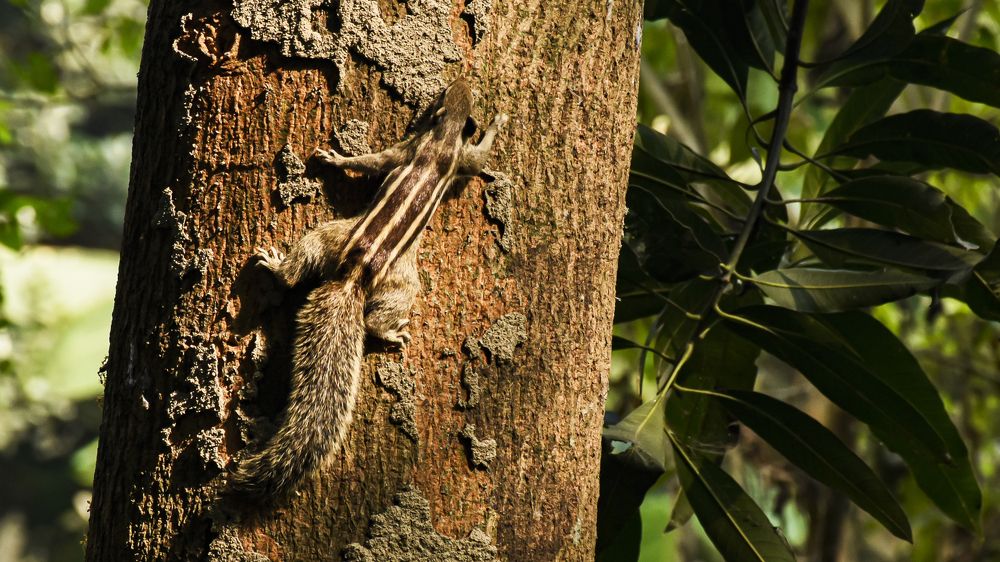 Фотография автора Swati Biswas Guha