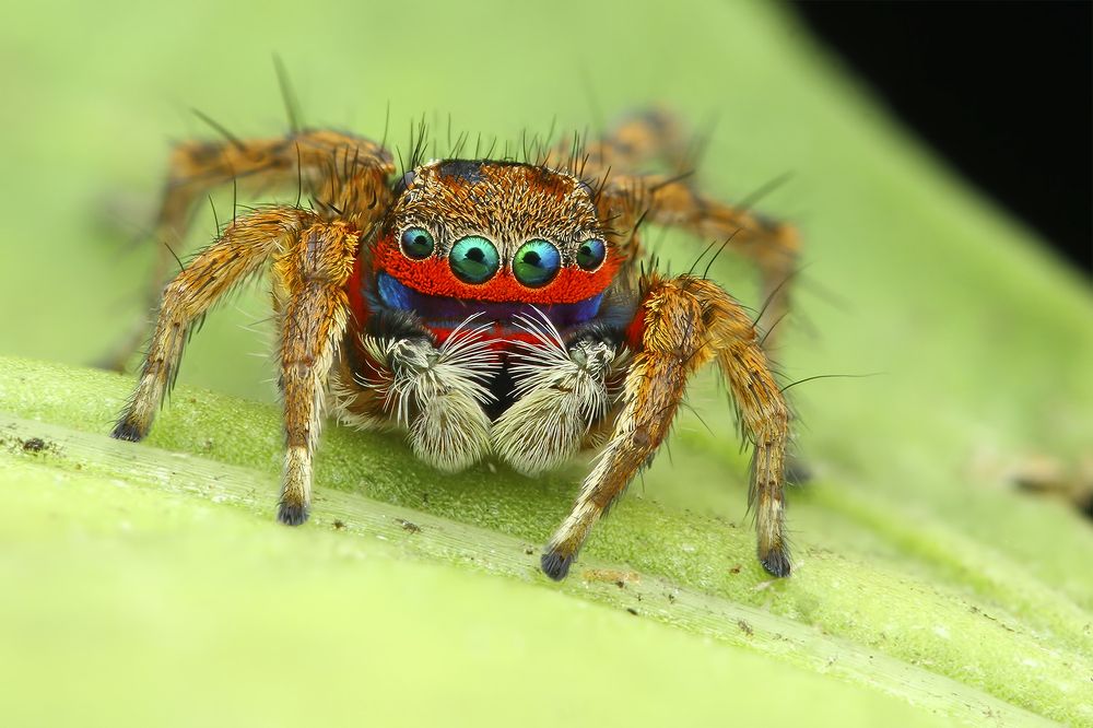 Photograph by  Merlin Selvan