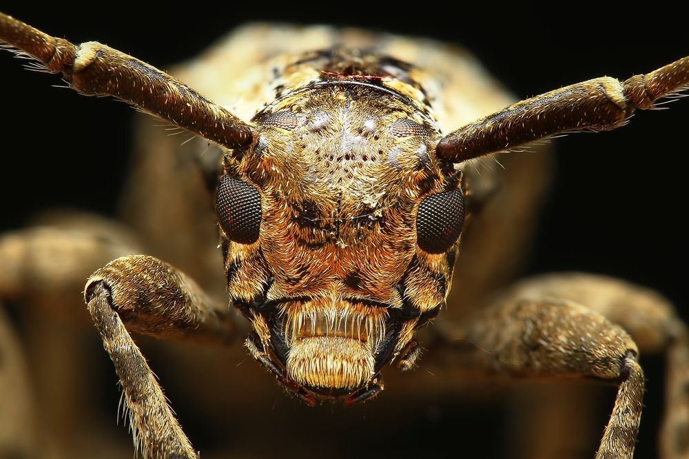 Photograph by  Merlin Selvan