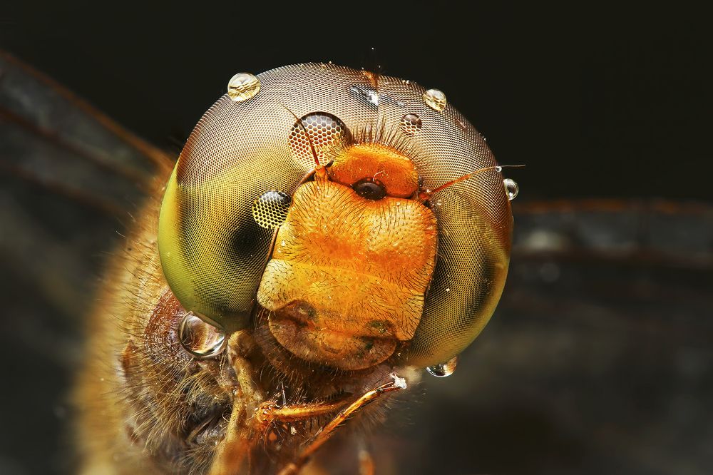 Photograph by  Merlin Selvan