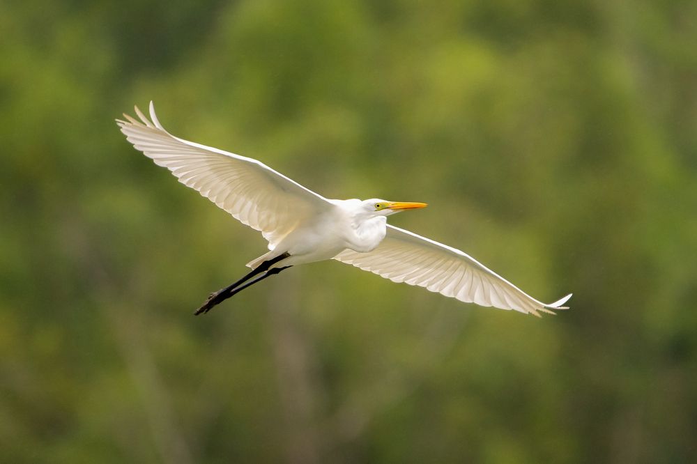 Photograph by Pinak Paul