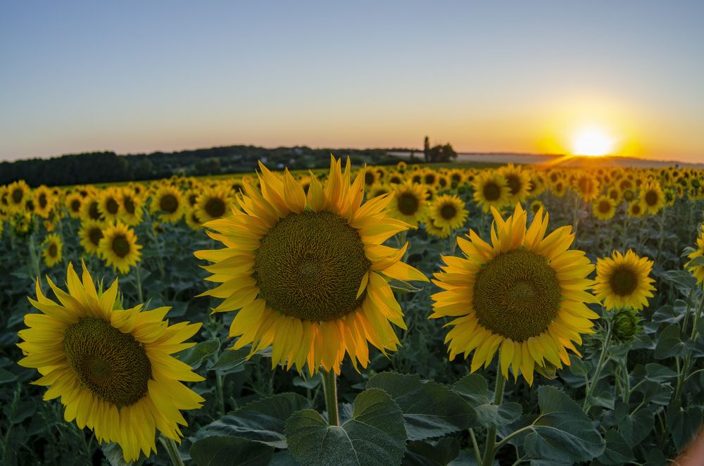 поле подсолнухов