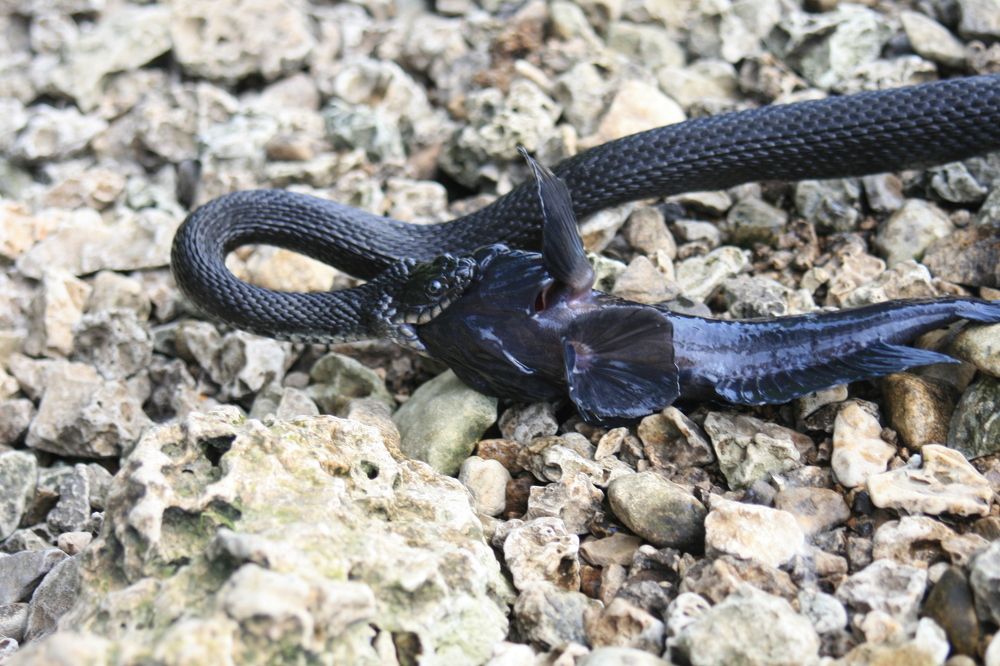 Фотография автора Татьяна Шебаршенко