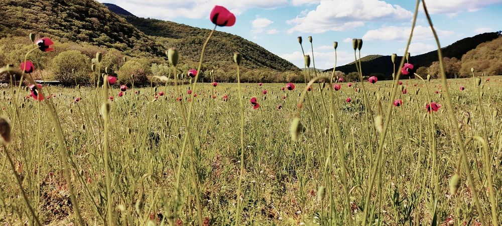 Красный май