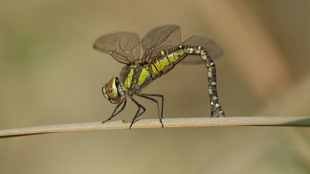 Futuras generaciones