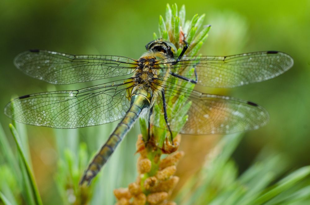 Photograph by Александр Леонов