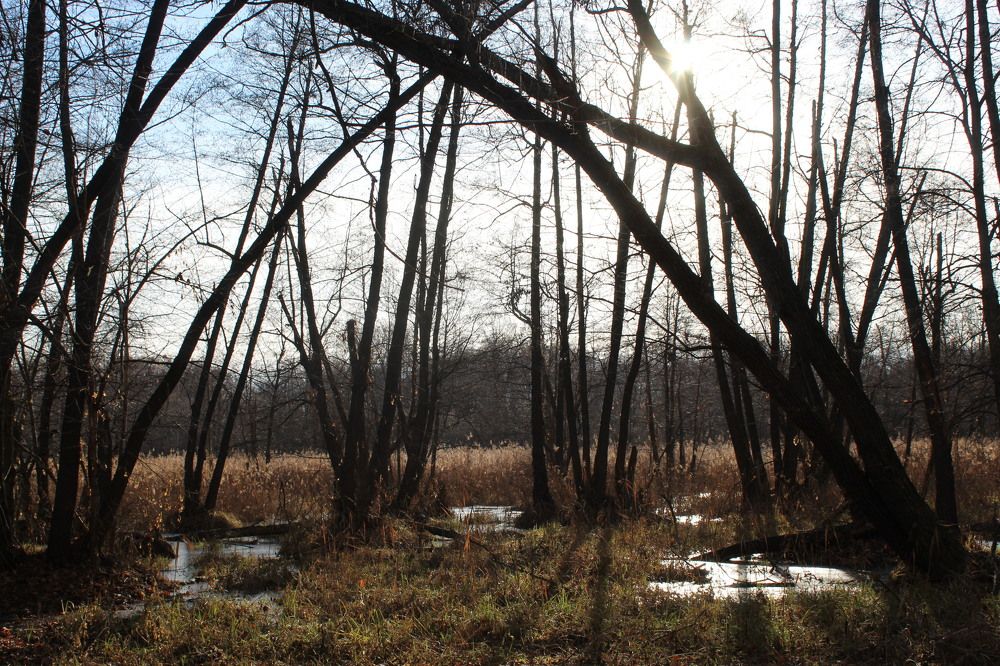 Предзимье на болотах