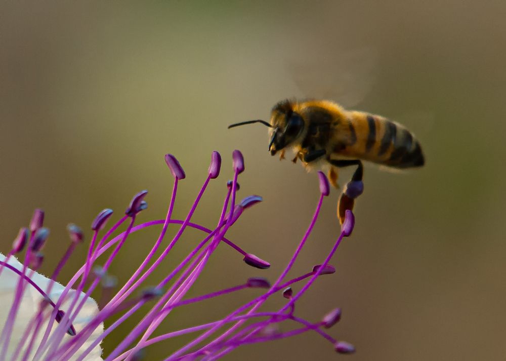 Bee