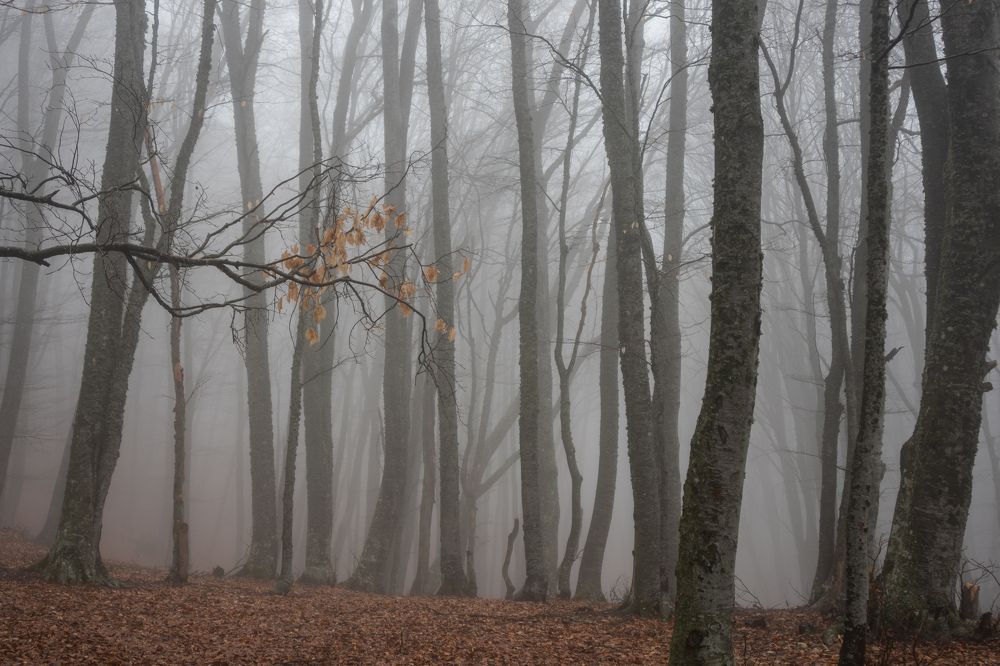 Photograph by Анастасия Григорян