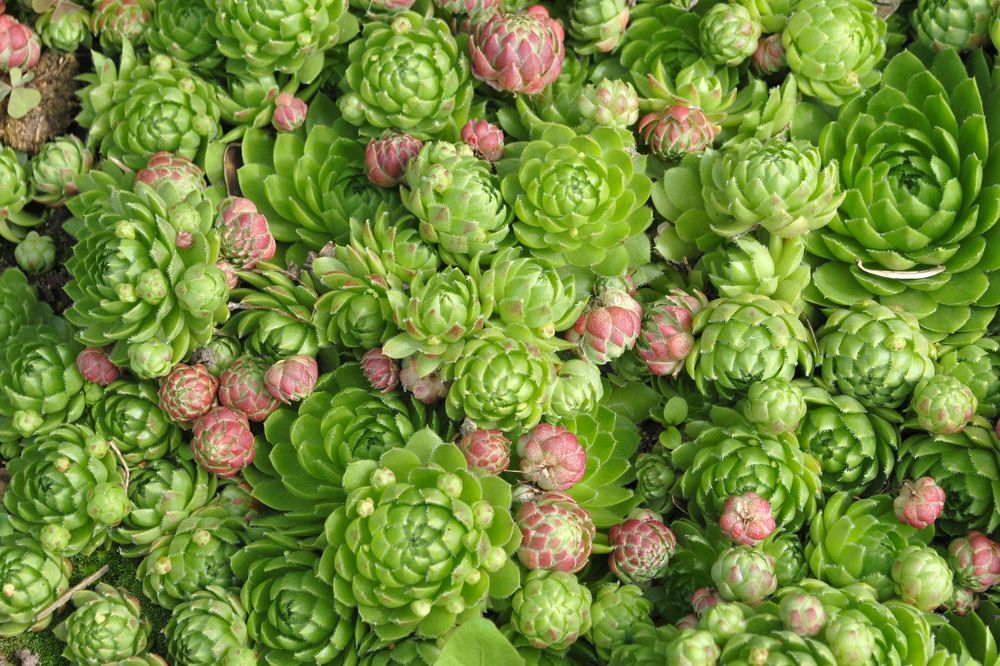 Каменная роза