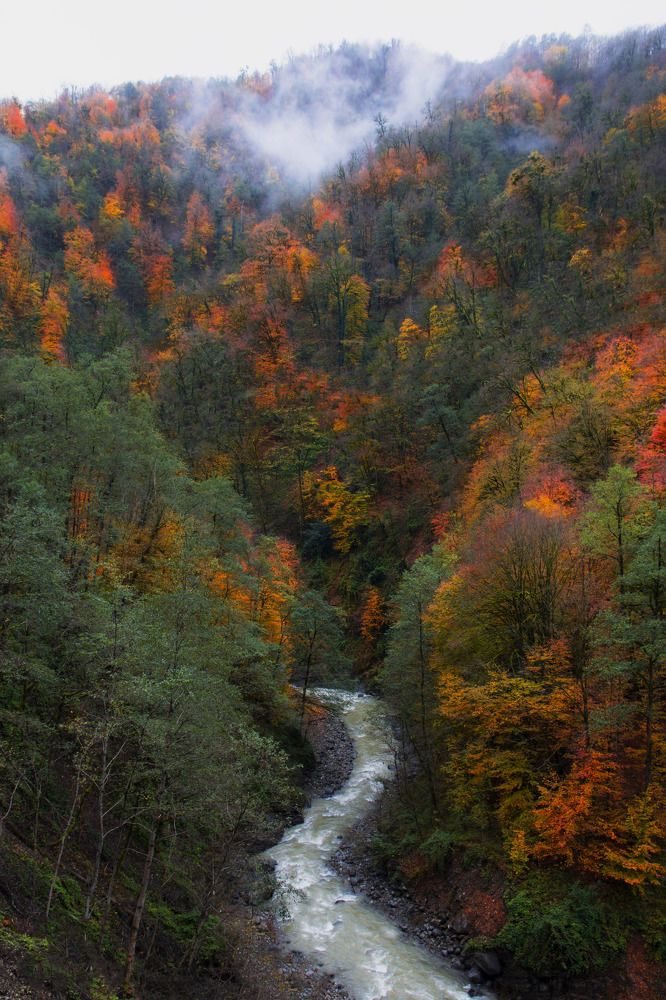 Punel Forest and River