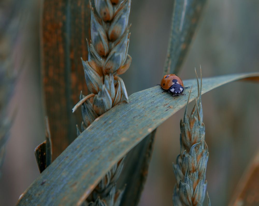 Photograph by Светлана Гринкевич