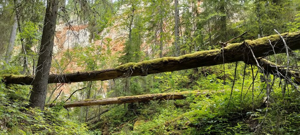 Таинственный лес