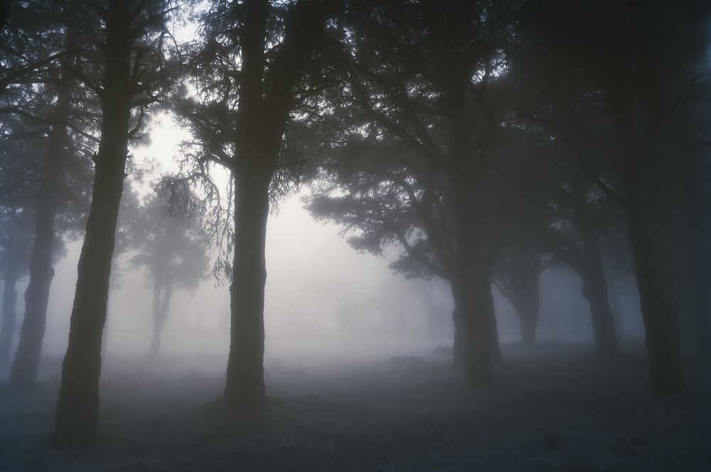 Туманный лес Эль Йерро