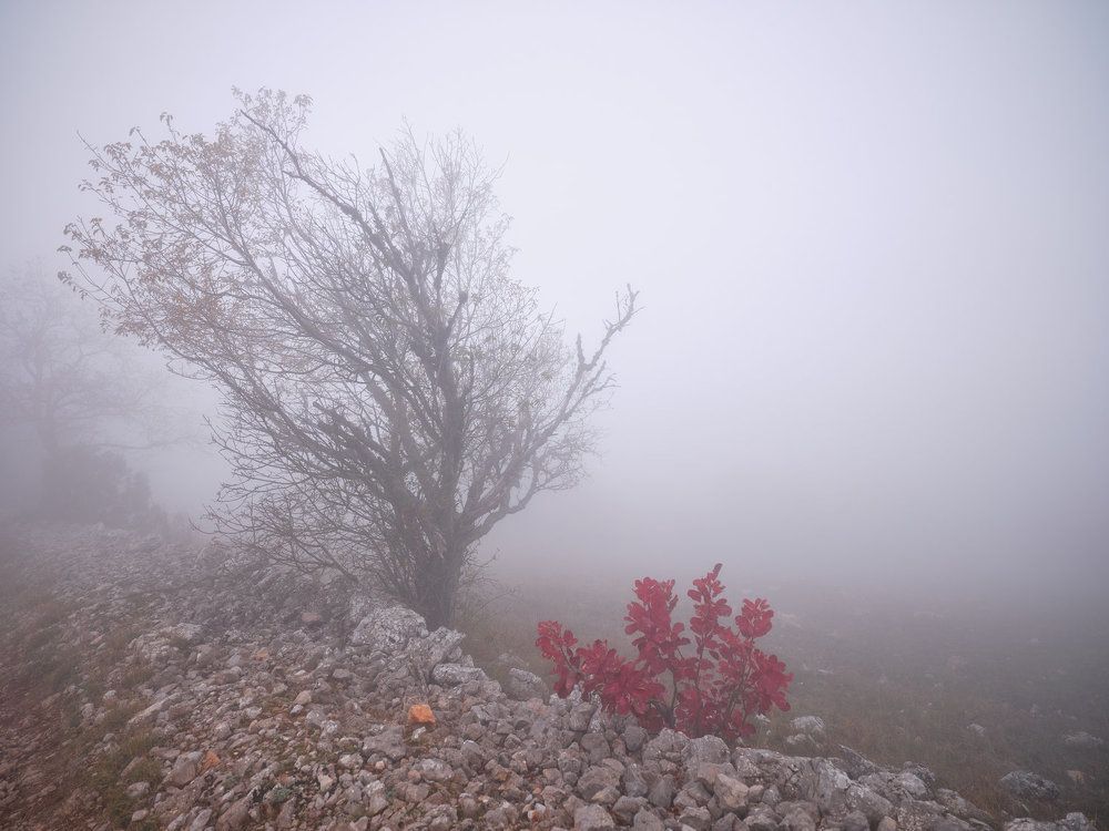 Photograph by Ирина