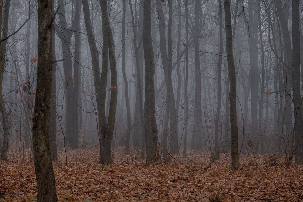 Photograph by Анна Пикаленко