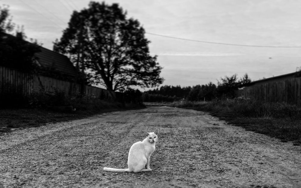 Photograph by Светлана Поляничева