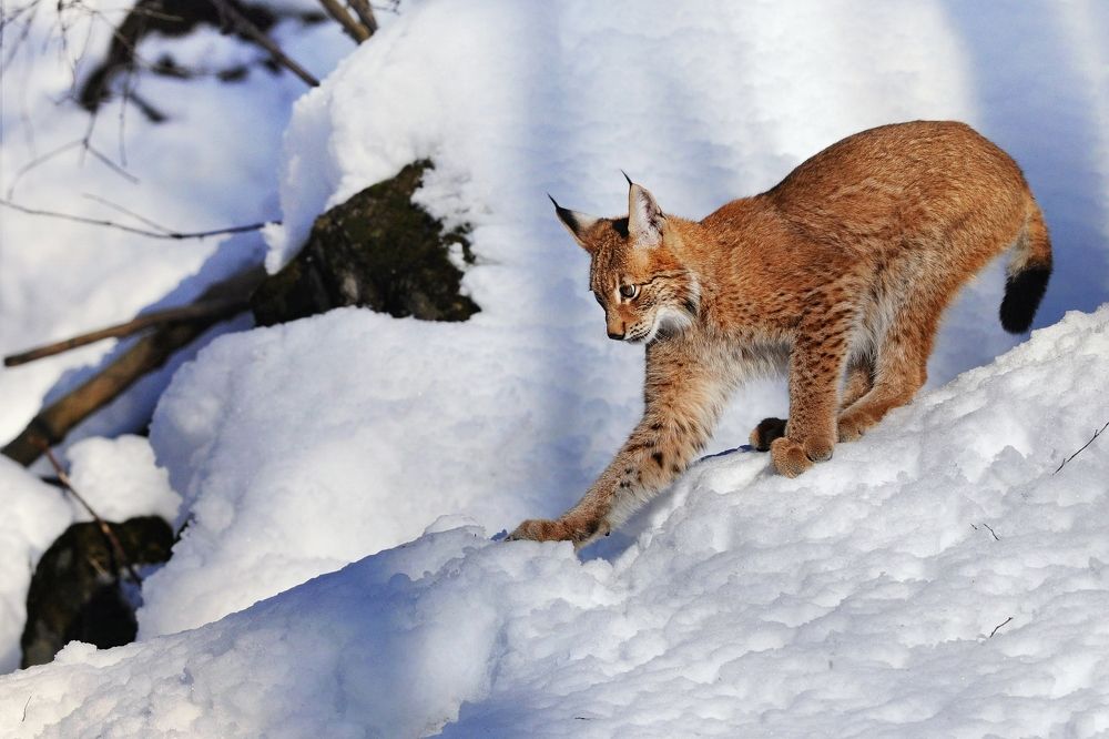 winter in the mountains