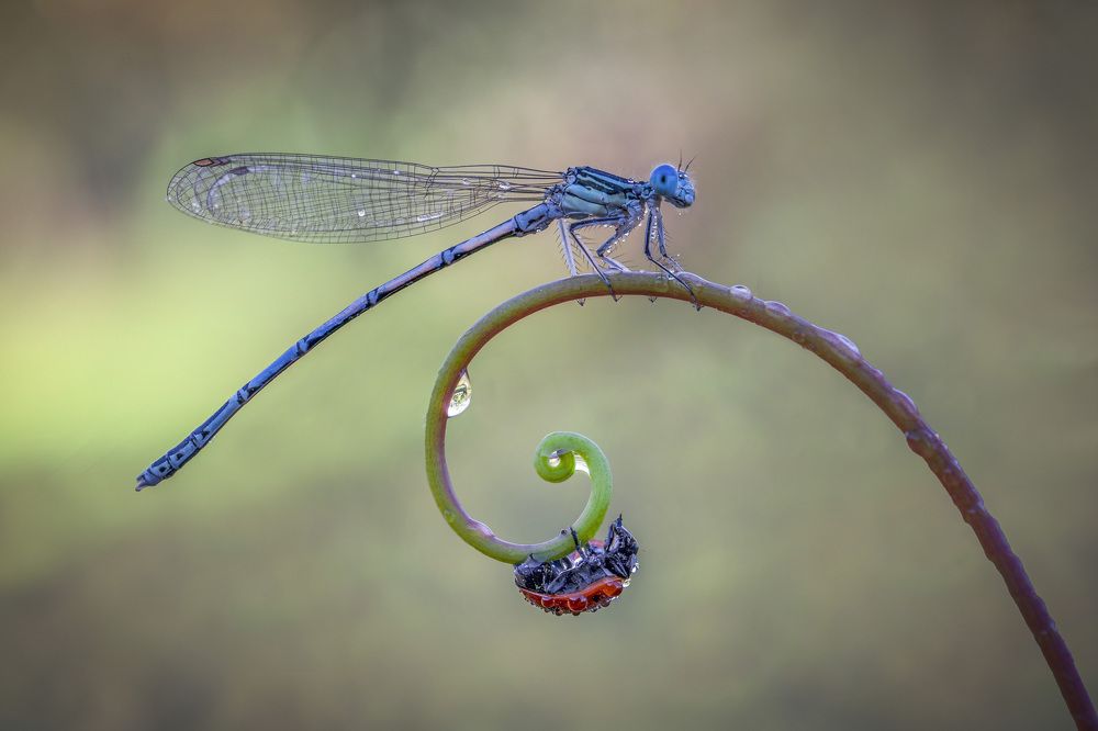 Photograph by Pamela Doretti