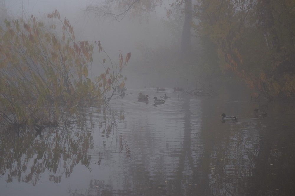 Городской пруд