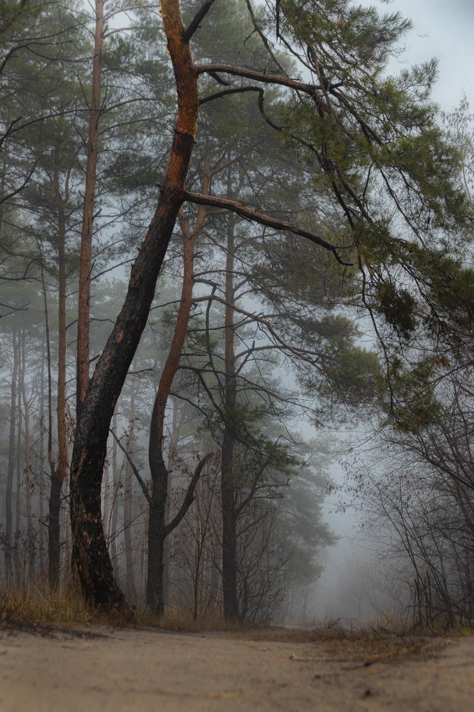 Photograph by Дмитрий Тимин