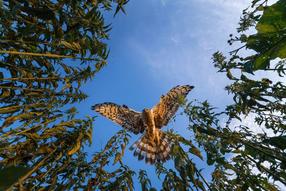 Рыжий веер.