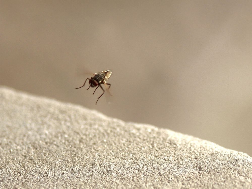 UNIQUE PORTRAIT OF A FLYING FLY