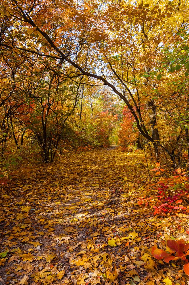 Осенние краски