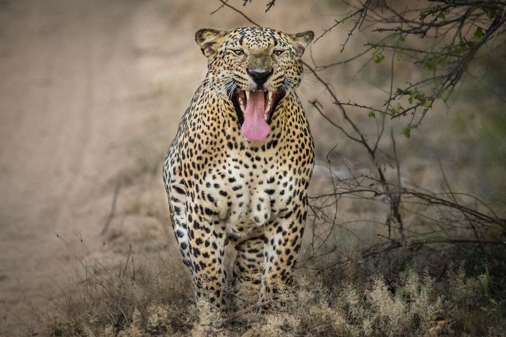 Photograph by Gimantha Perera