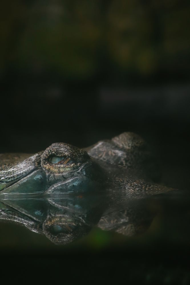 Photograph by Dinesh Umagiliya