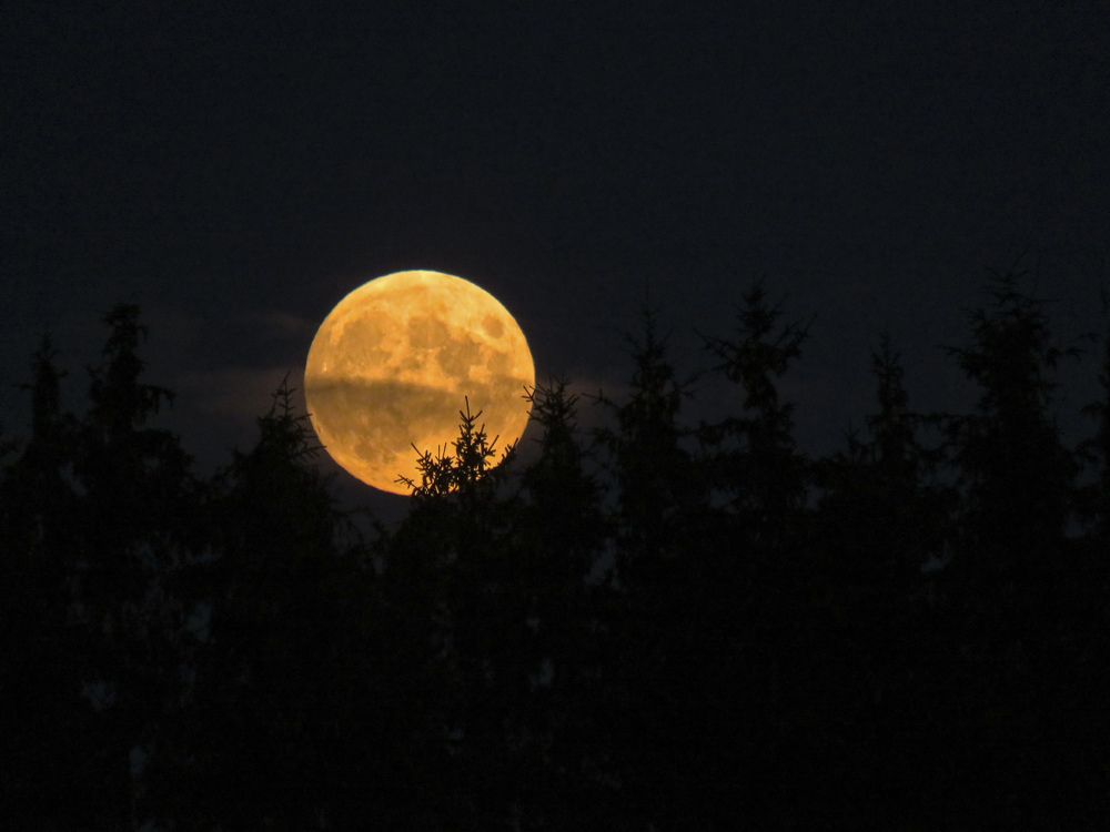 Large orange moon over the forest