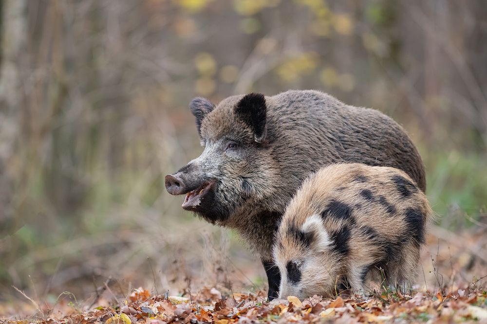 Photograph by Mariusz Świech