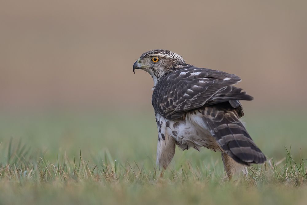 Photograph by Mariusz Świech