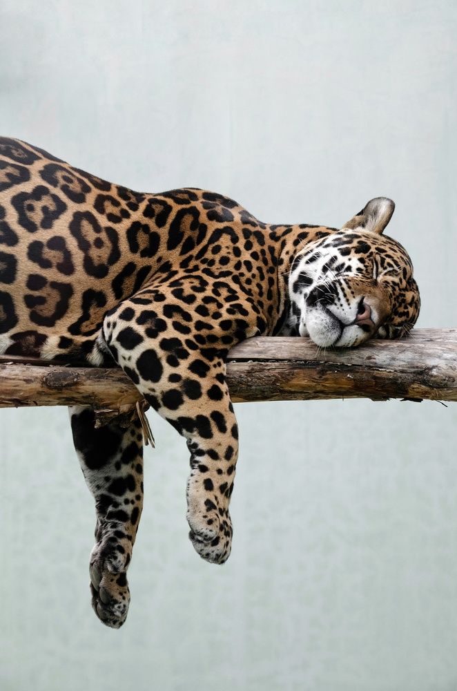 Photograph by Юлия Поликарпова