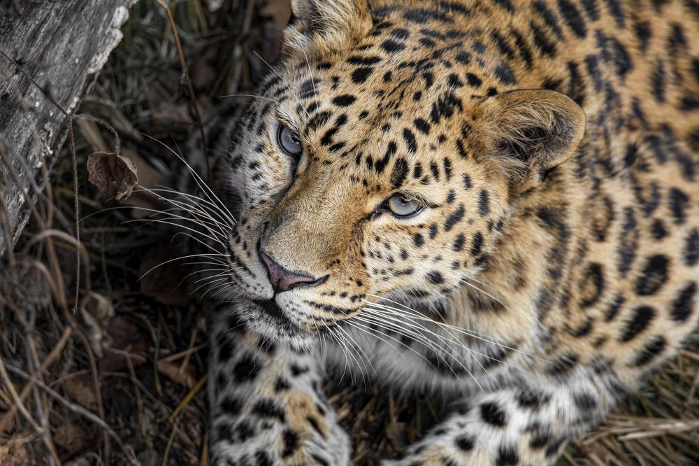 Photograph by Сокол Николай