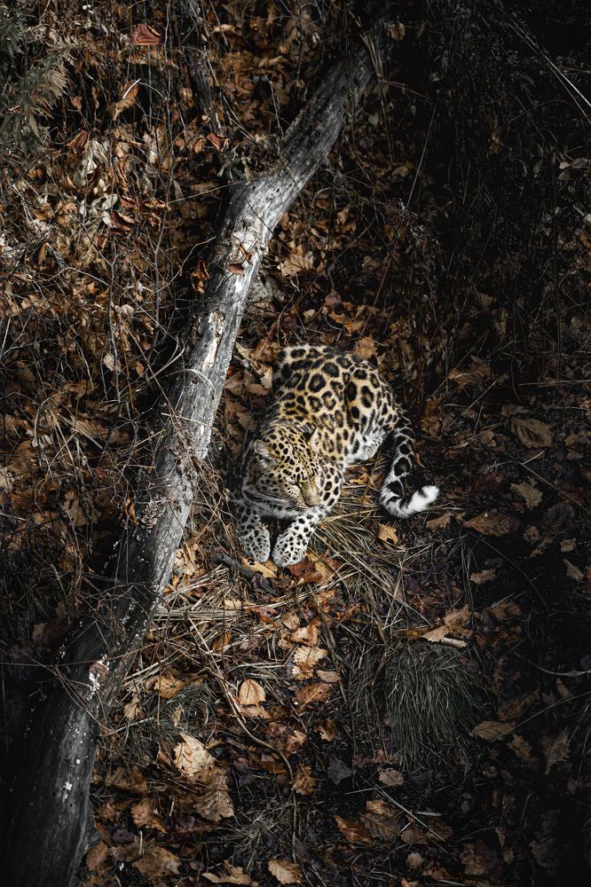 Photograph by Сокол Николай