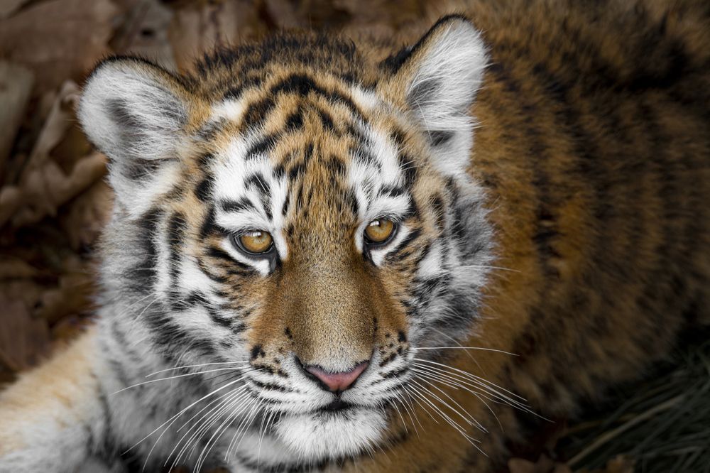 Photograph by Сокол Николай