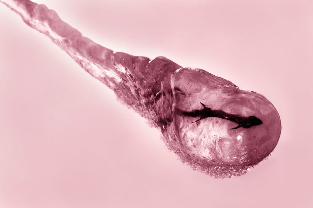 Розовая иллюзия