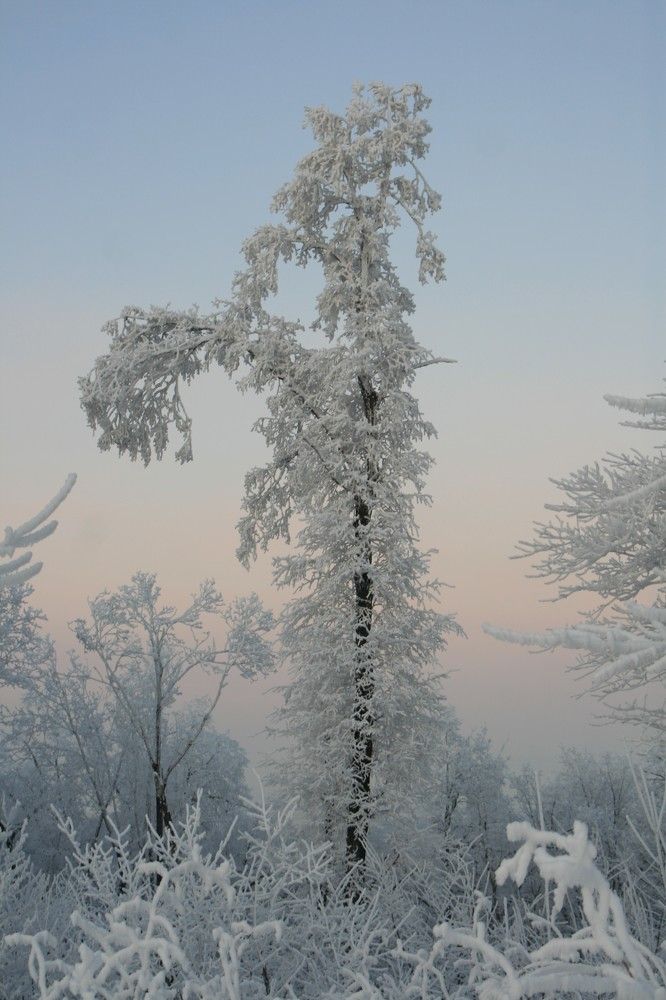 Фотография автора Татьяна Шебаршенко