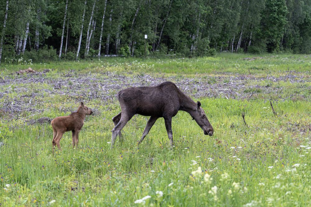 Photograph by Баландин Дмитрий
