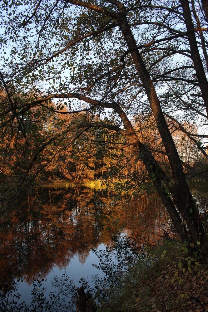 Пойменное озеро. Октябрь