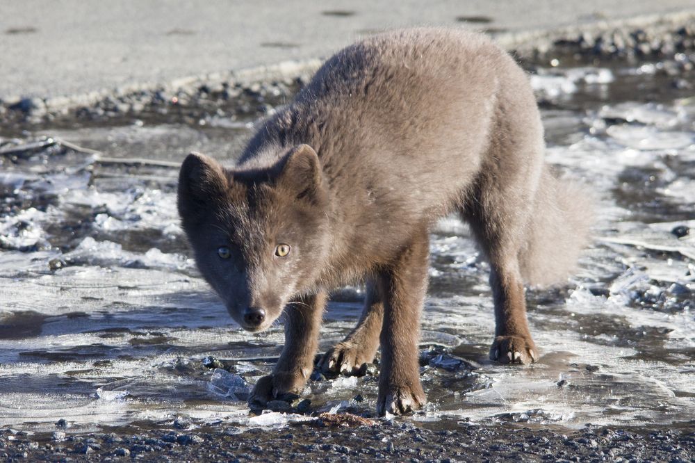 Photograph by Serg Pechenizhskiy