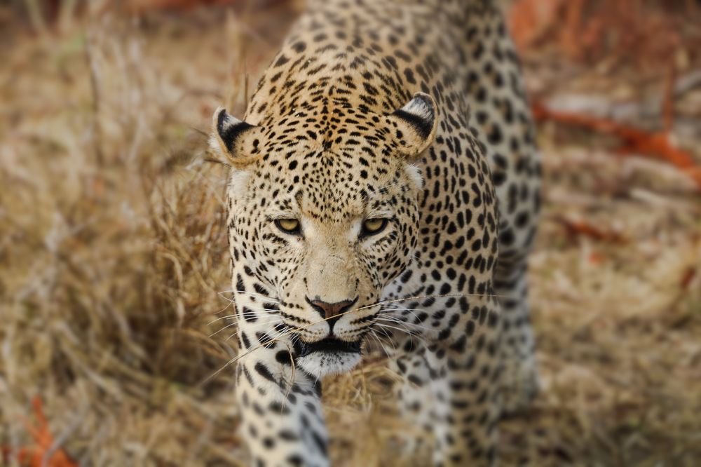 Photograph by Moses Maponya