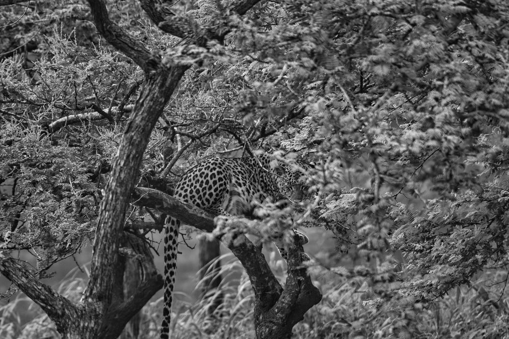 Photograph by Jalp Patel